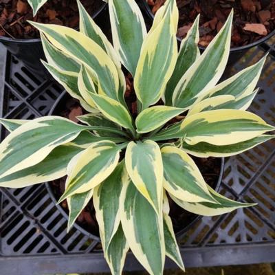 Hosta 'Virginia Reel'